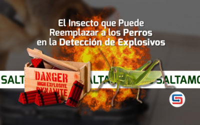 El Insecto que Puede Reemplazar a los Perros en la Detección de Explosivos